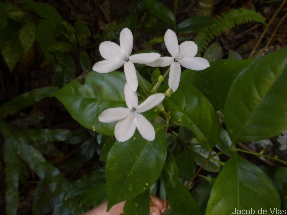 Pseuderanthemum latifolium (Vahl) B.Hansen